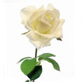 Zijden bloem Roos Lady white 67 cm