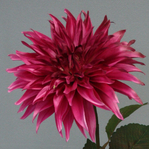 Dahlia spray beauty 70 cm Rose