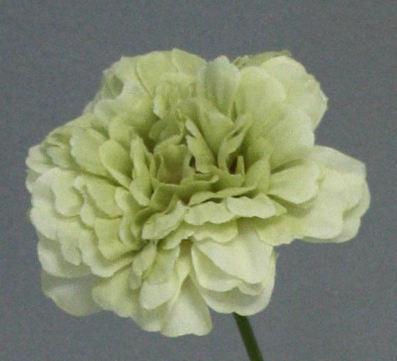 Zijden bloem Dianthus licht groen 50 cm