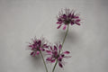 Zijden bloem Spider paars 94 cm