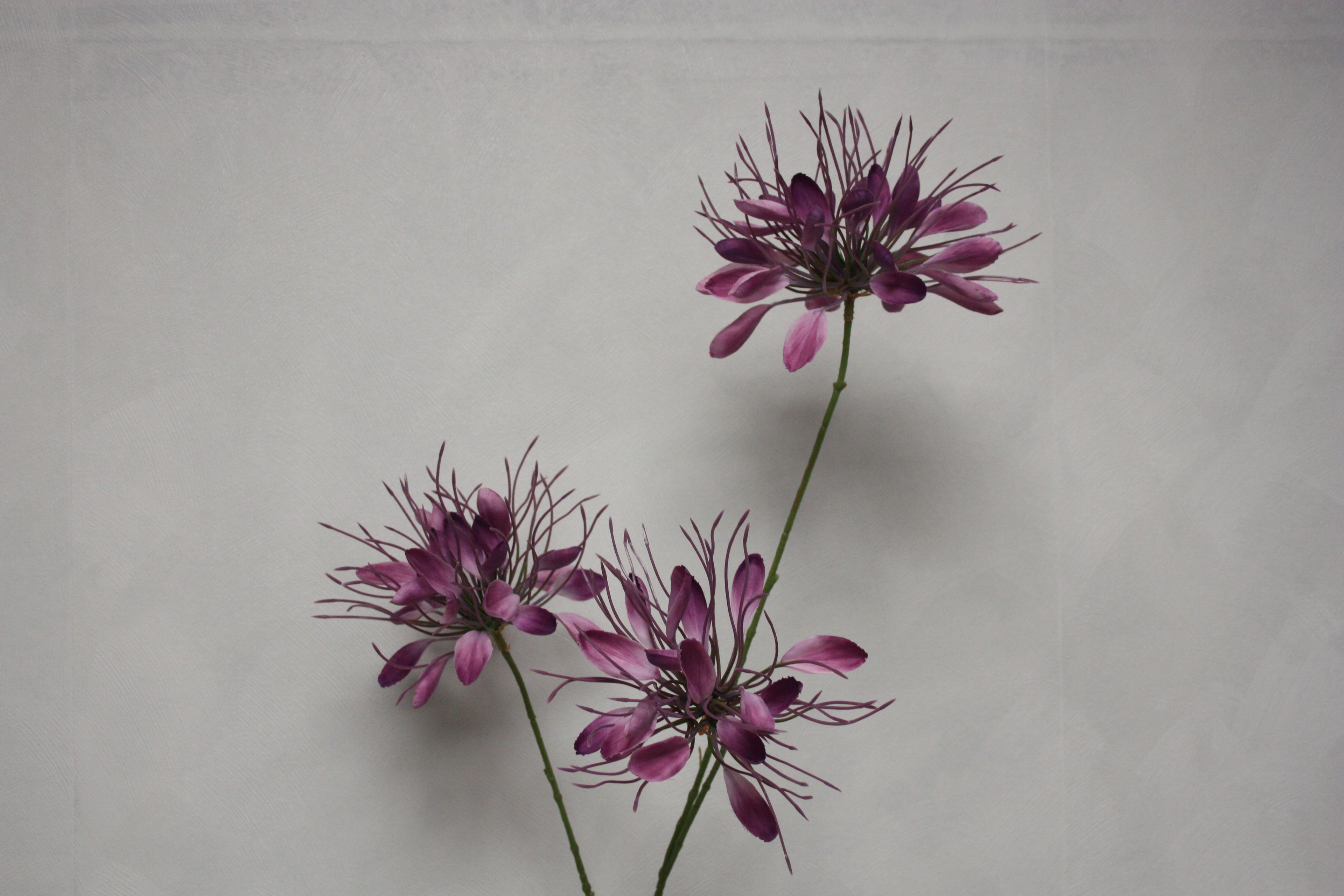Zijden bloem Spider paars 94 cm