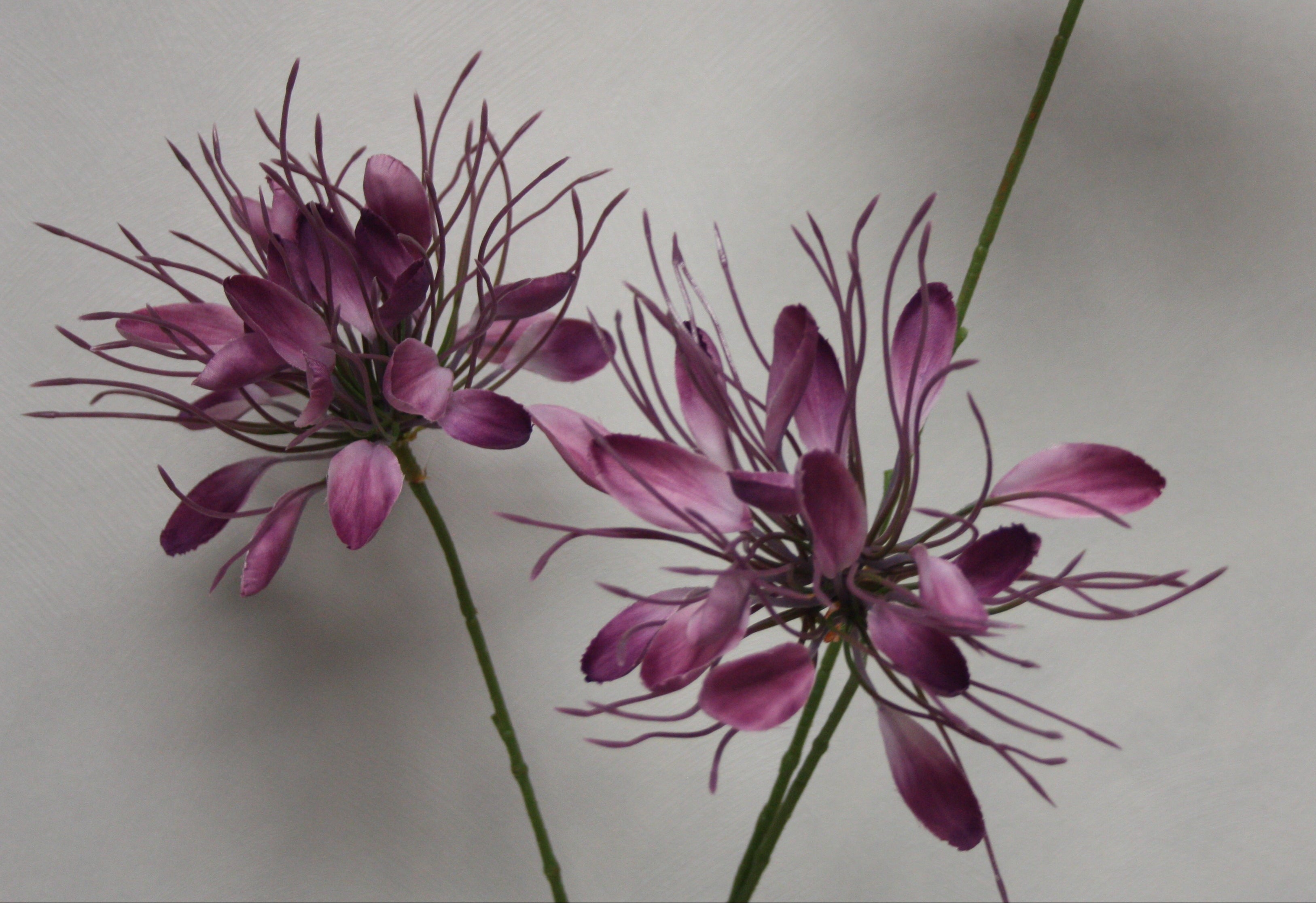 Zijden bloem Spider paars 94 cm