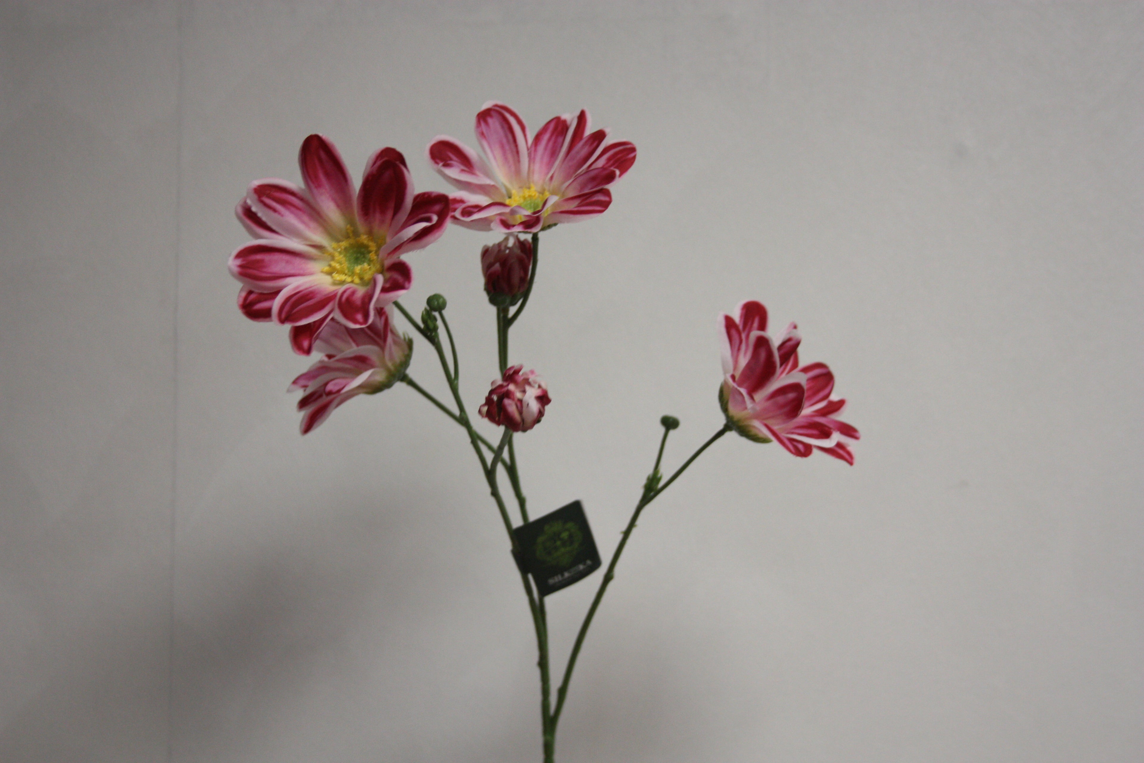 Margriet bloem 65 cm
