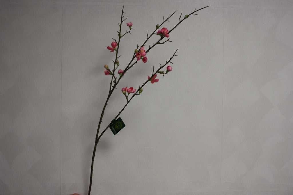 Bloesem Tak Roze
