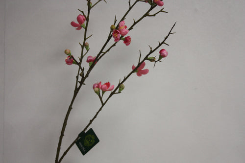 Bloesem Tak Roze