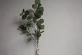 Eucalyptus Tak  87 cm
