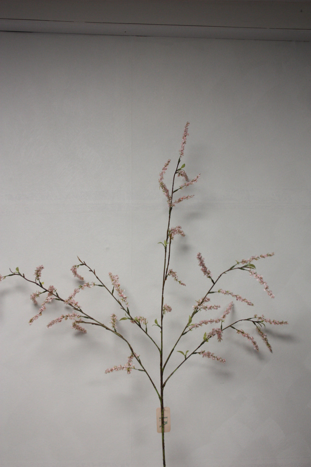 Deutzia roze