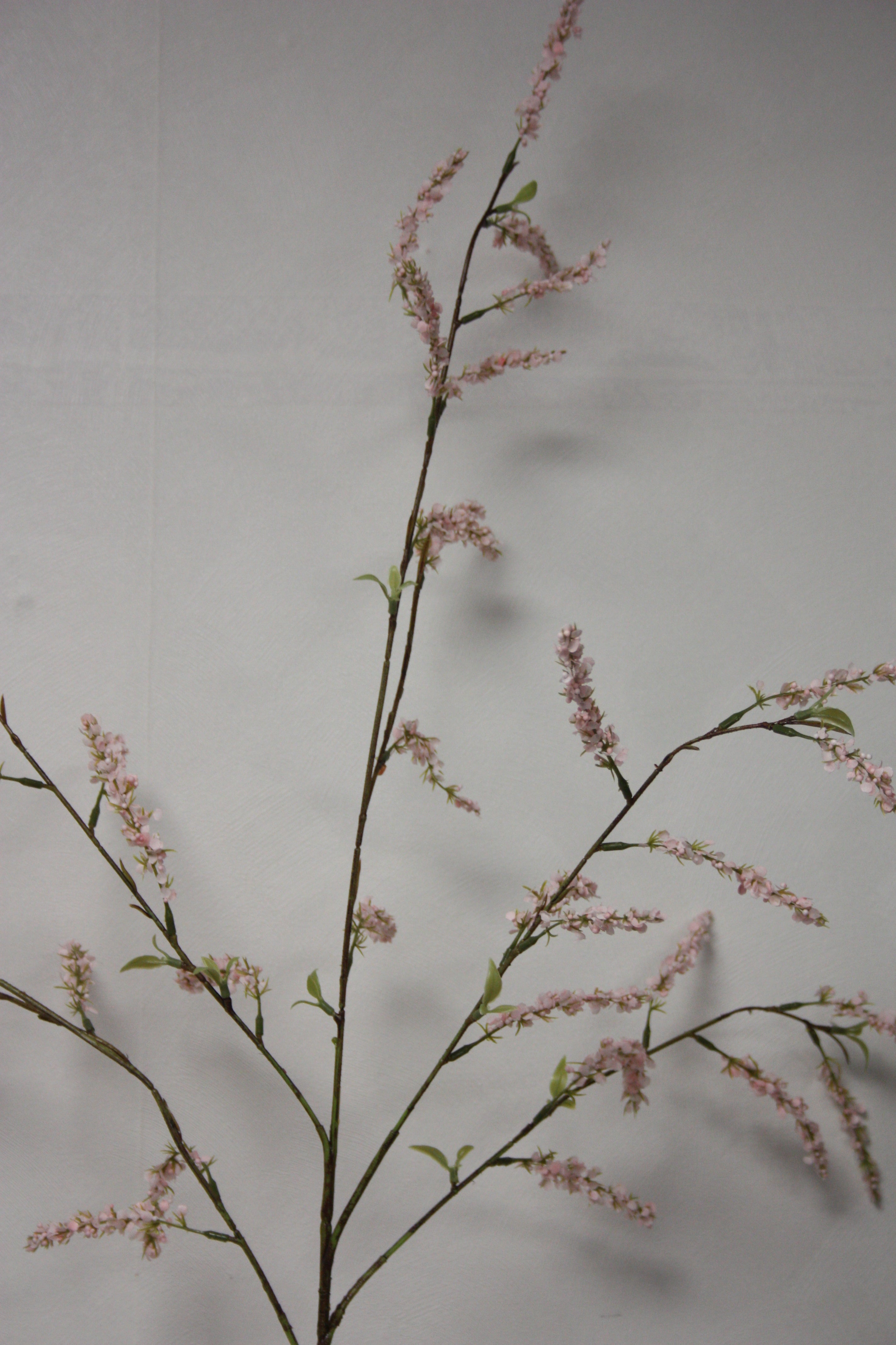 Deutzia roze