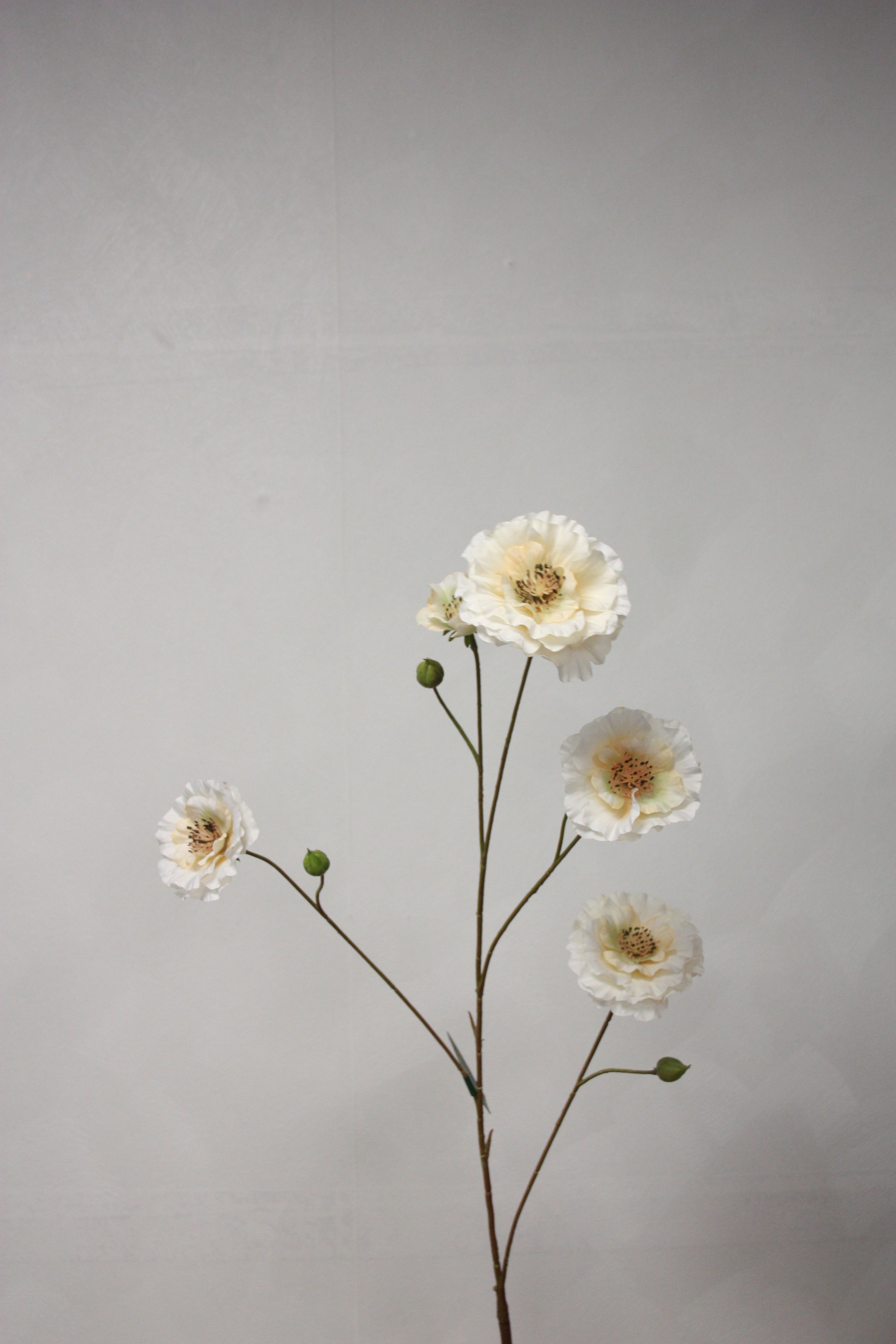 Ranonkel tak creme 93cm