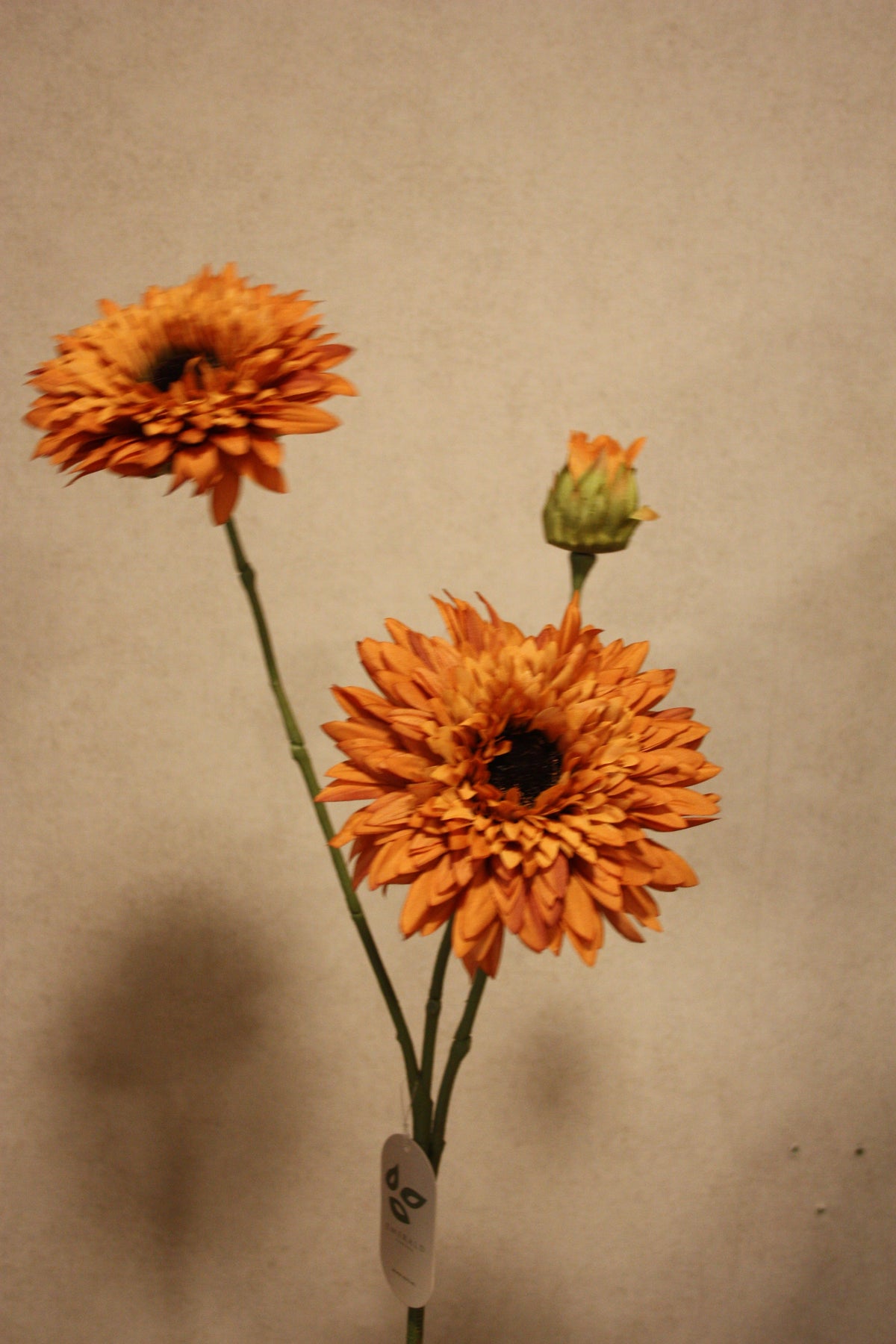 Helianthus