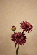 Helianthus