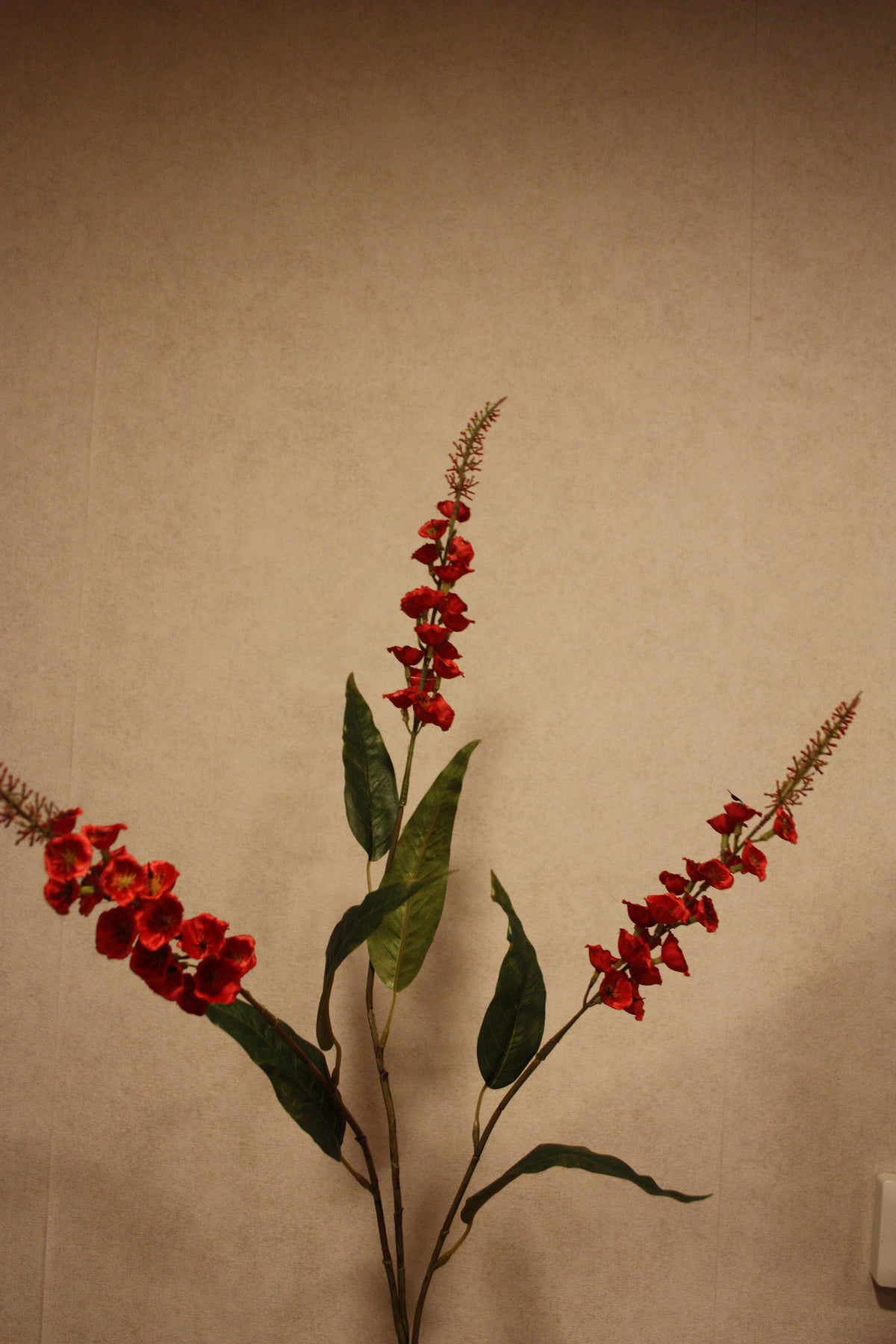 Veronica burgundy 97 cm