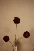 Dandelion burgundy