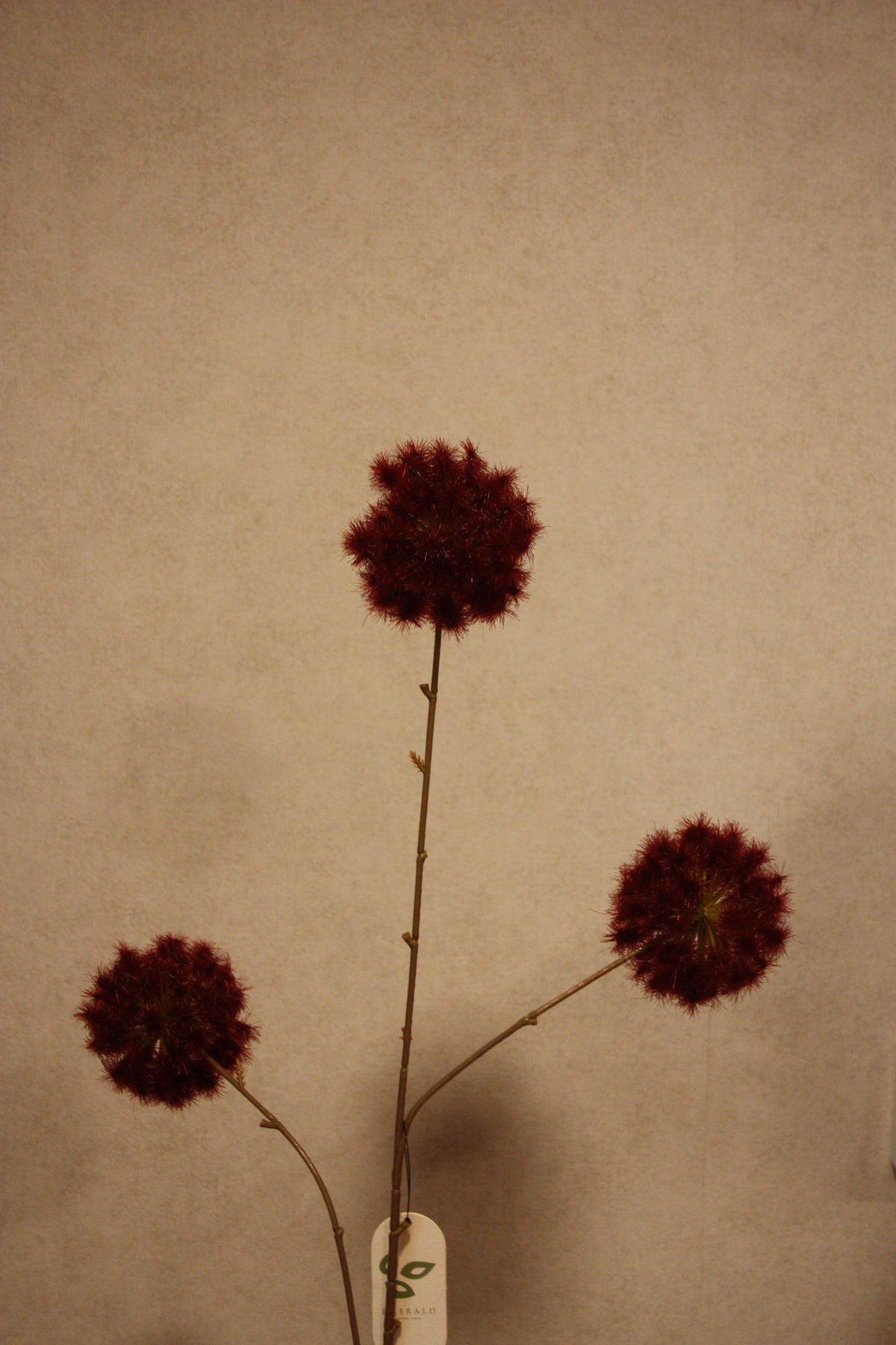 Dandelion burgundy