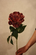 Pioen Mauve 68 cm