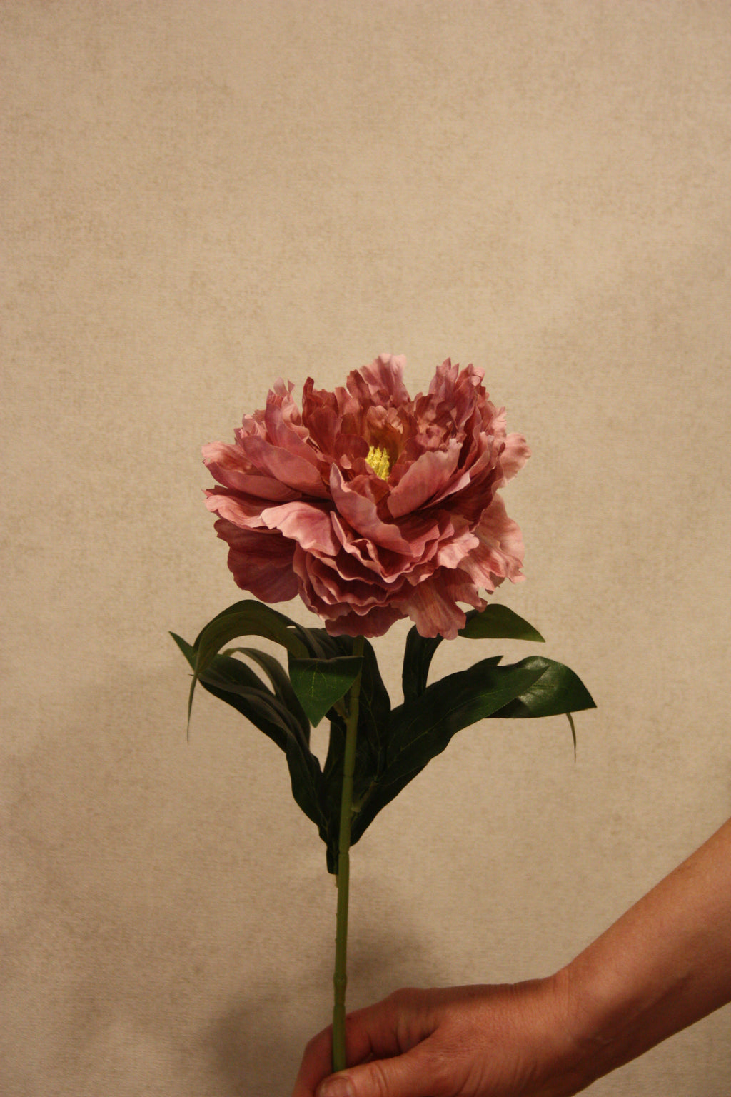 Pioenroos Oudroze  68 cm