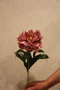 Pioenroos Oudroze  68 cm