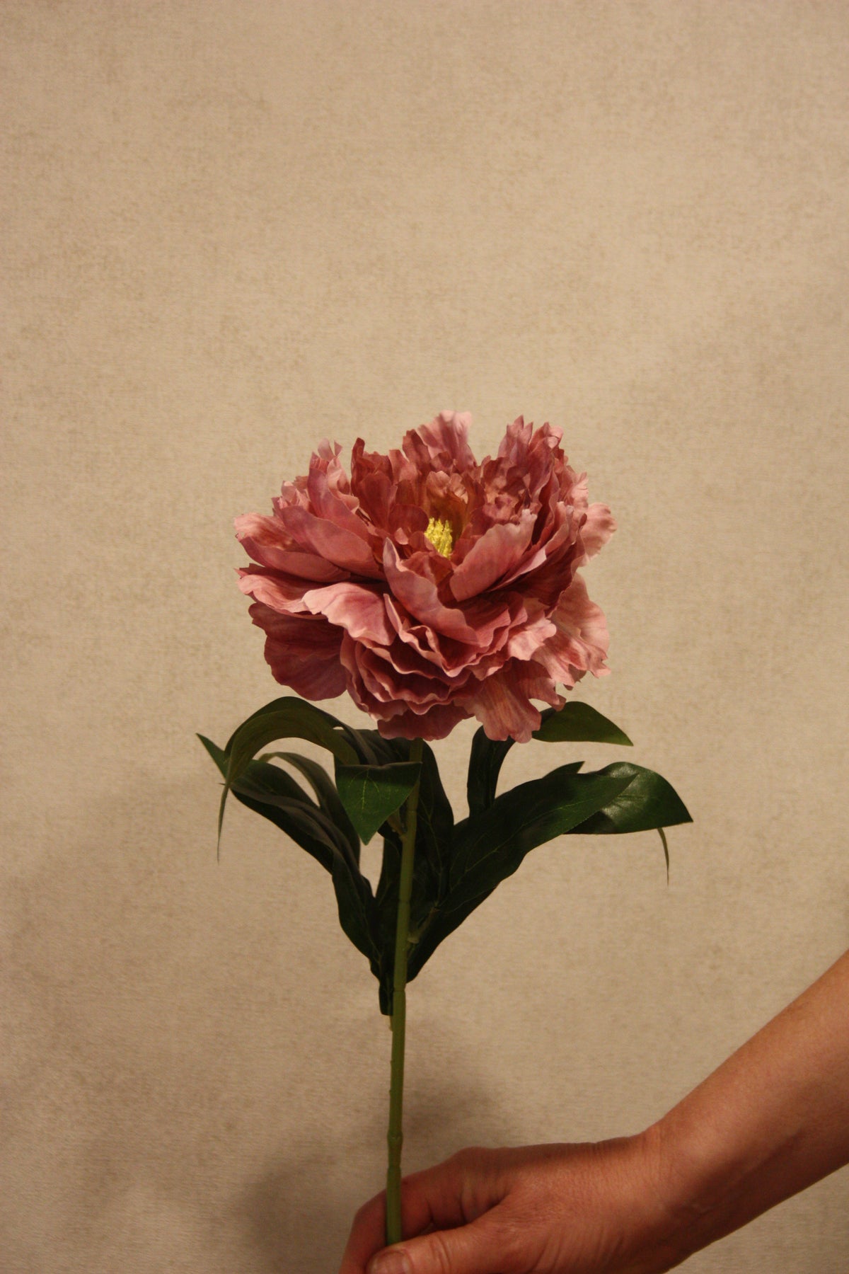 Pioenroos Oudroze  68 cm