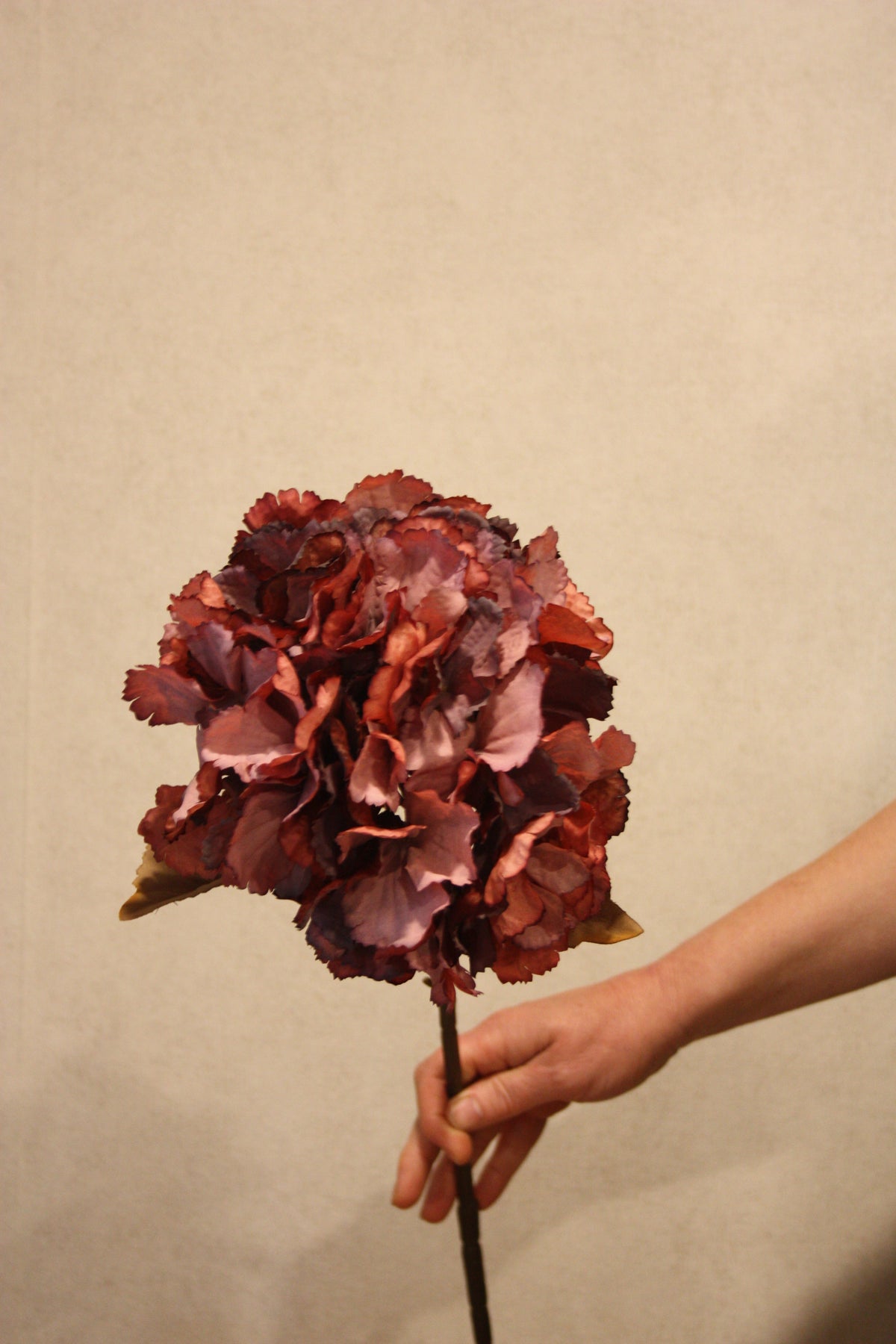 Hortensia rood 70 cm