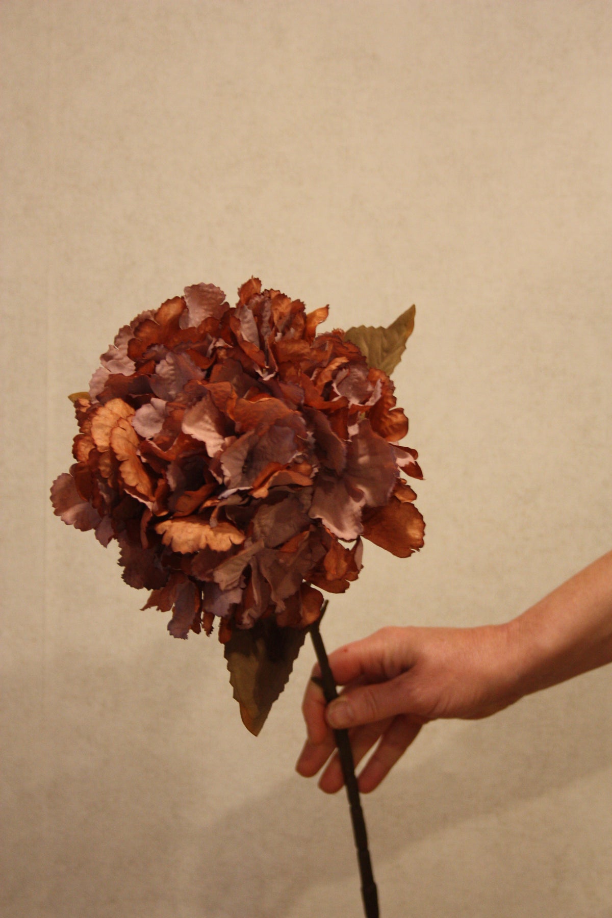 Hortensia oker 70 cm