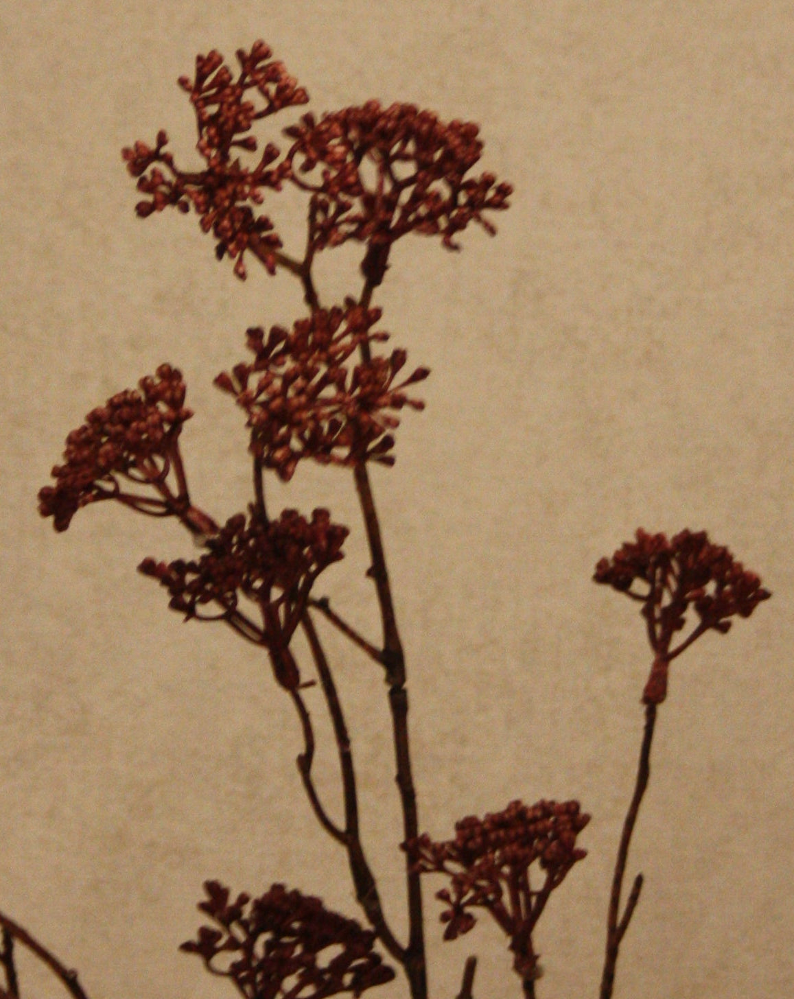 Kunsttak Burgundy 78 cm