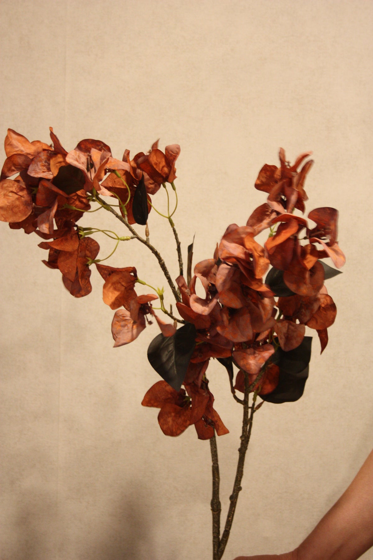 bougainvillea oranje 110 cm