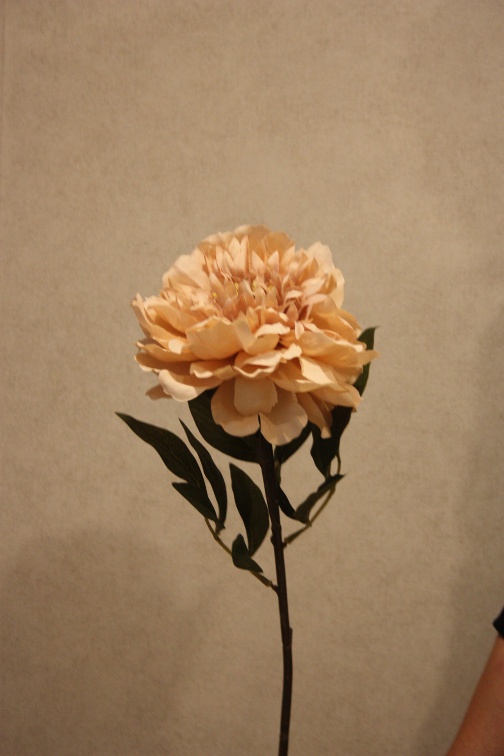 Pioen beige 72 cm