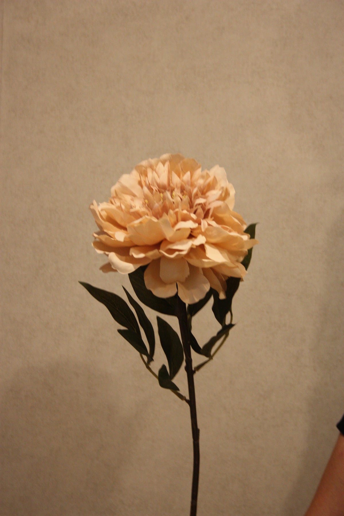 Pioen beige 72 cm