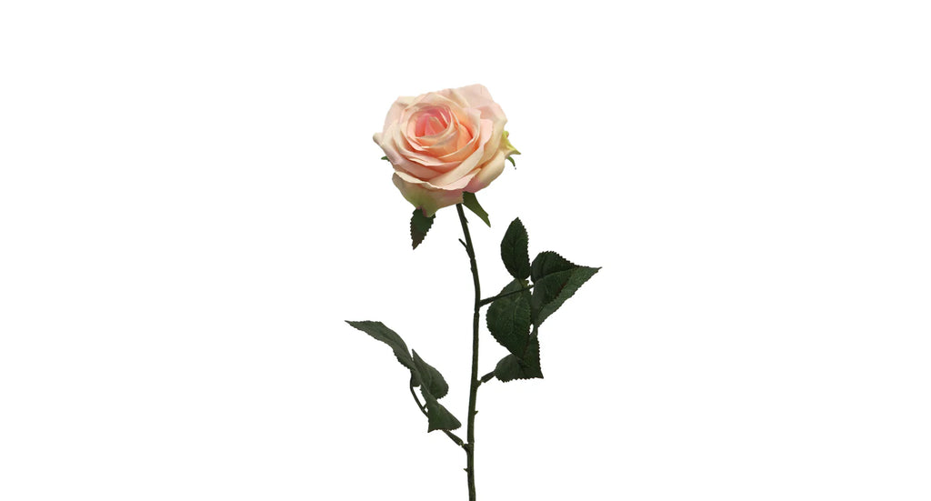 ZIjdenbloem Rosa Dijon cream/pink 64cm