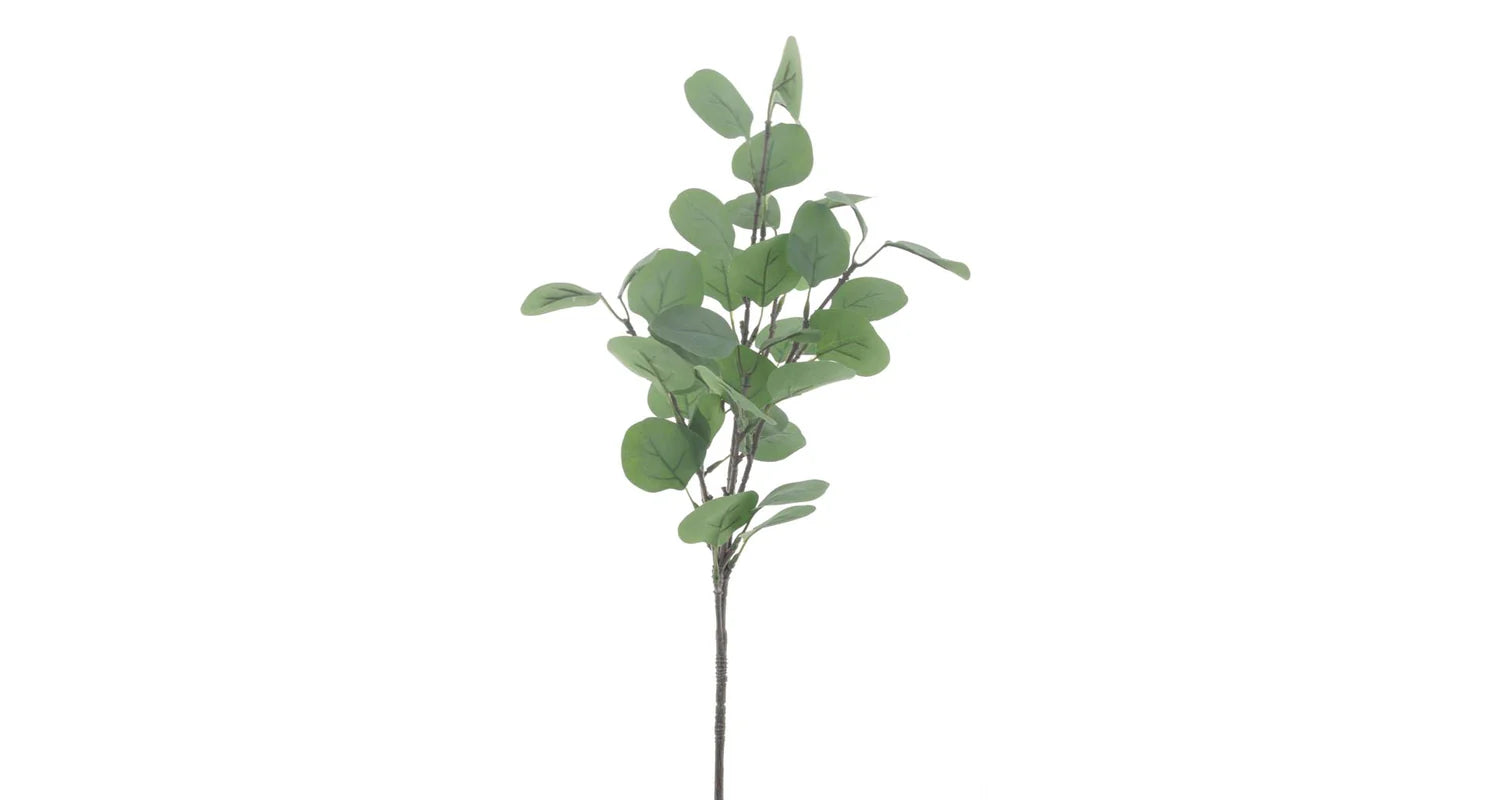 Zijden groen Eucallytus