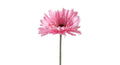 Zijden bloem Gerbera Large Pink